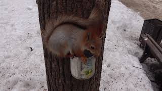 Утро начинается. Белки и кормушки / The morning begins. Squirrels and feeders