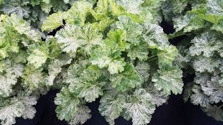 Best Perennials - Heuchera 'Snow Angel' (Coral Bells)