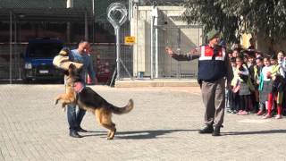 Jandarma Köpeği Tetik