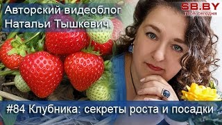 Клубника: секреты роста и посадки