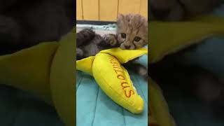 Predator in Training