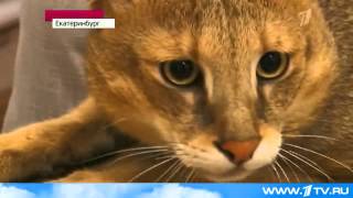 Как Рысь Живет в Домашних Условиях  2013