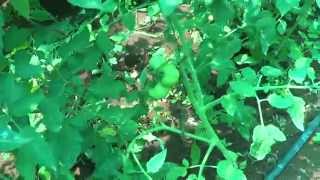 Green house Tomatoes ,பசுமை குடிலில் தக்காளி