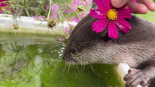 可愛いカワウソと可愛いコスモスの共演！可愛くなること間違いなし！ Cute otter and cute cosmos! It's sure to be cute!