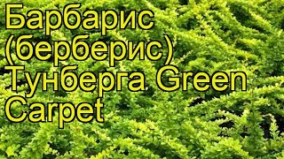 Барбарис тунберга Зеленый ковер. Краткий обзор, описание характеристик, где купить саженцы