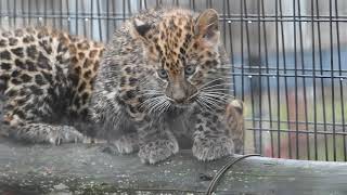 20181115旭山動物園・アムールヒョウの双子一般公開開始②