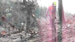 tree felling in NZ