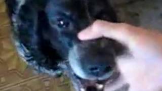 Watch a DOG BEATBOXING! - The Digg Reel