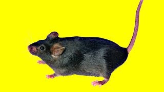 Игра для Котов - Мышь и Муха