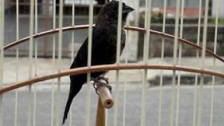 Tiziu cantando coleiro tui-tui-zel-zel