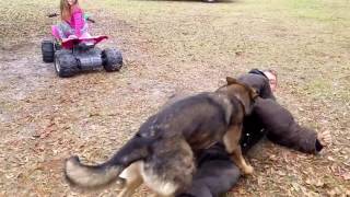 German shepherd protects 5 year old girl from bad guy.