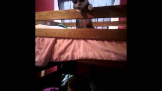 Nadi kitten and Autumn play duet