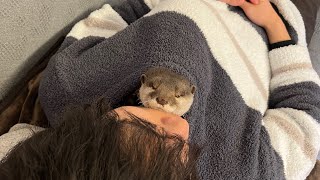 カワウソによって飼い主の昼寝中に大変なことになってた otter caused a lot of trouble while his owner was napping