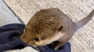 赤ちゃんの匂い確認警察に職業チェンジしたカワウソ Otter with intense baby smell check
