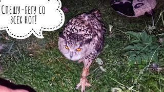 Сова Ёль дошла до вкусного целых 2 метра! Потому что днём было скучно