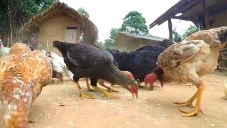 Hora do almoço das galinhas - HD - Gopro Hero