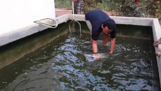 ikan aligator ganti air..
