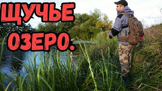 Ловля щуки на спиннинг осенью. Щучье озеро в Подмосковье.