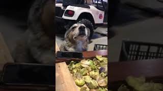 Perrito bailando cumbia