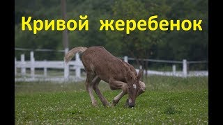 Родился "кривой" жеребенок