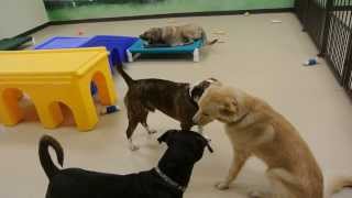 Augie and Gomez Play