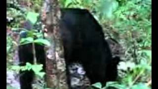 Sloth Bear in Kulgi,Dandeli-Anshi Tiger Reserve