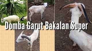 Domba Garut Bakalan kelas A pdp kapten - sukabumi