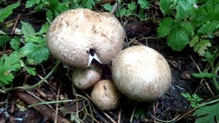 Шампиньон лесной. Agaricus silvaticus. Сбор грибов в лесу.