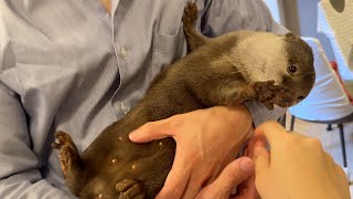 冬に向けてプニプニな？カワウソのお腹事情 An otter preparing its belly and fur for winter?