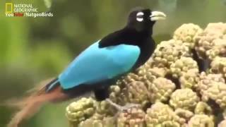 Синяя Райская Птица