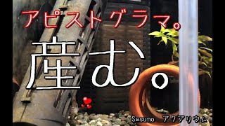 【アクアリウム】アピストのやつ、産むってよ。【Sasunoアクアリウム】