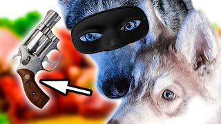 DOGVLOG: ХАСКИ ГРАБЯТ МАГАЗИН! ? Хаски Бандит. Говорящая собака