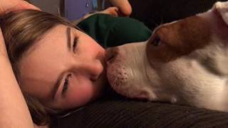 Pit bull attack -The sneaky eye licker