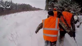 Охота #71 разведка, про охоту на волка, лоси, лесная камера, загонная на кабана