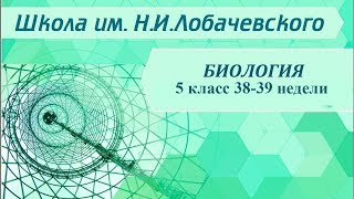Биология 5 класс 38-39 недели Человек и здоровье