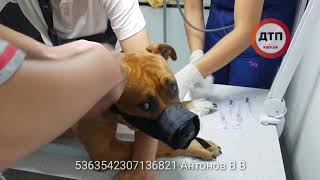 Проколотая вилами собака Буч доставлена нашим читателям в Киев в  клинику Рыжий КОТ. ВИДЕО