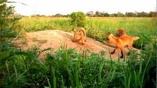 Morozovka foxes 2012