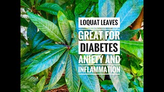 Loquat Leaves - Great for Diabetes, Anxiety, and Stress
