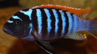 African Cichlid Species - Metriaclima Pyrsonotos "Red Top Zebra" (Nakatenga) Male and Female