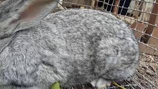 Советская шиншила.89289014374