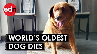 World’s Oldest Dog, Bobi, Dies Aged 31