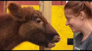 Blind cow gets another chance at life due to her disability
