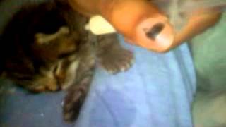 Neia kitten loxi