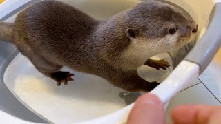 スケートリンクのような氷に滑りながらも立ち向かうカワウソ Otter confronts ice like a skating rink