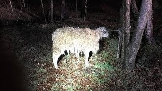 Несчастного барашка привязали к дереву и оставили под ливнем