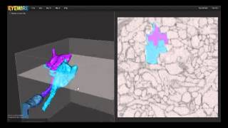 Starburst Amacrine Tutorial