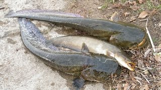 ? Русская рыбалка 4 ✅ Russian Fishing 4 ✅ 5.07.2019 ✅ 18+! ✅ Ахтуба - где рыба?! ?