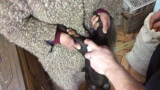 Кастрация поросят / Castration of piglets