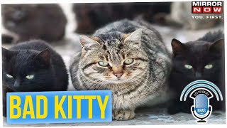Woman Who Breeds Cats Was Found, Eaten in Her Home