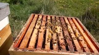 Dubbele bewoning in een dadantkast